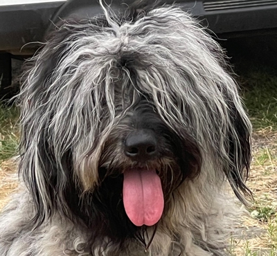 Brizio