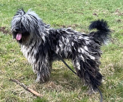 Brizio