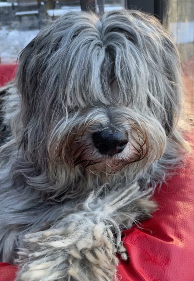 Cane