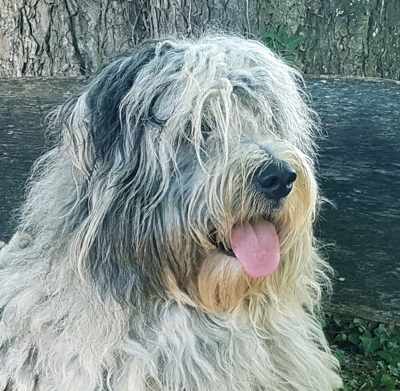 Pepper