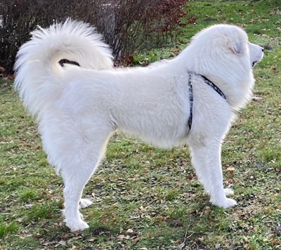 Alpha