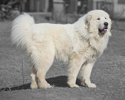 Cooper