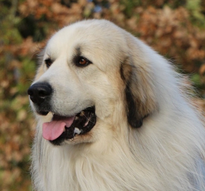Nando