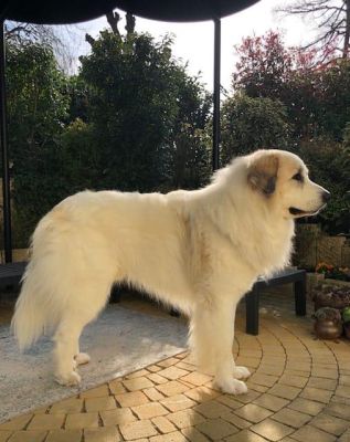 Cody