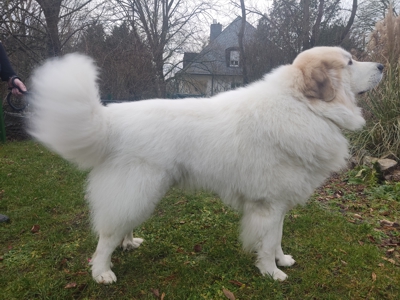 Aslan