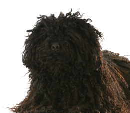 Puli