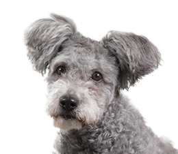 Pumi